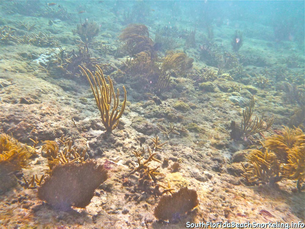 Corky_Reef_SouthFloridaBeachSnorkeling.info-09.jpg