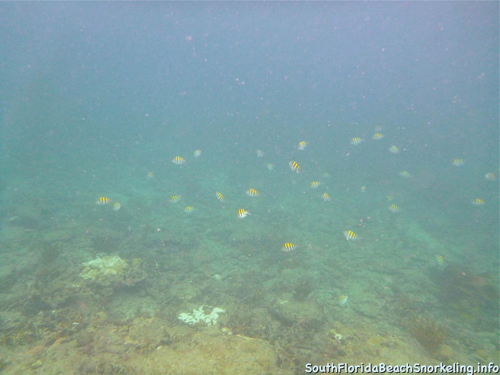 Corky_Reef_SouthFloridaBeachSnorkeling.info-18.jpg
