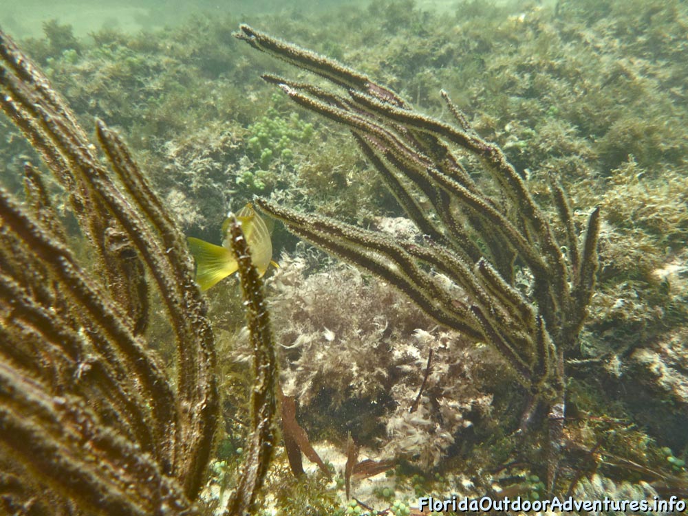 floridaoutdooradventures.info-06.jpg