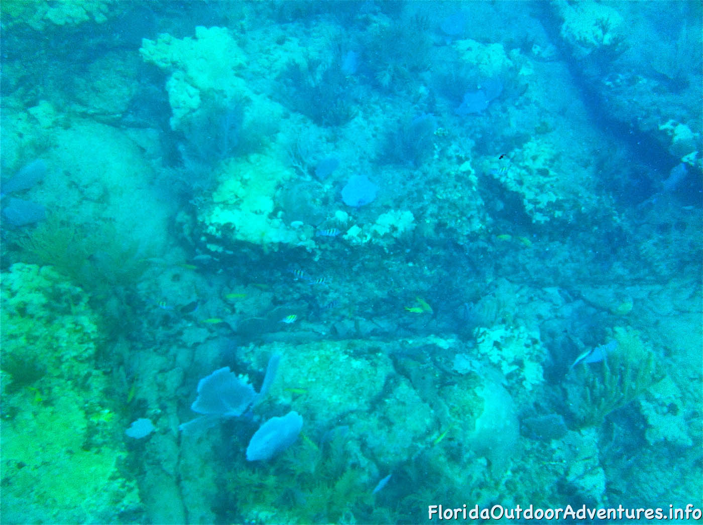 floridaoutdooradventures.info-10.jpg