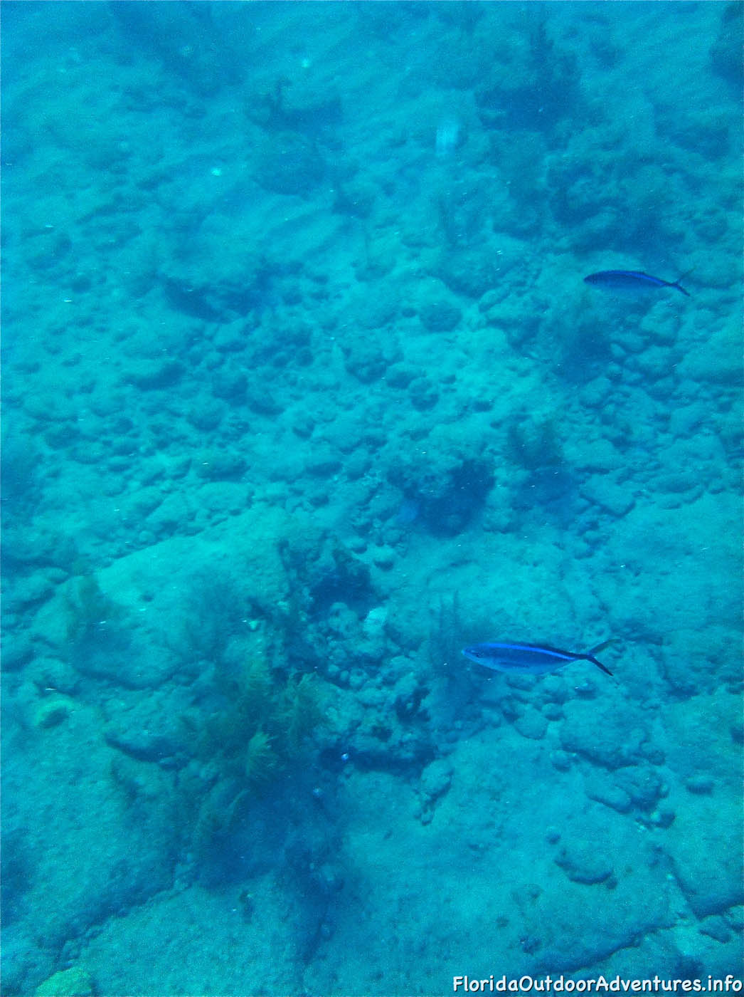 floridaoutdooradventures.info-13.jpg