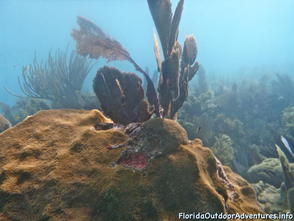 floridaoutdooradventures.info-07.jpg