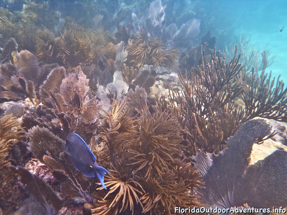floridaoutdooradventures.info-11.jpg