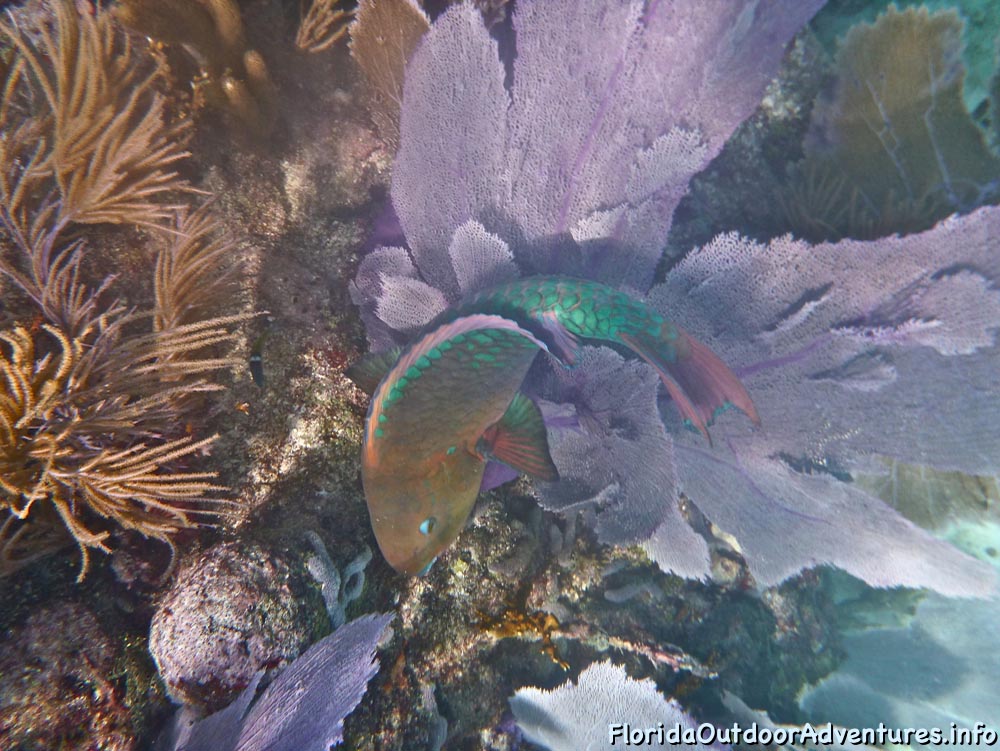 floridaoutdooradventures.info-13.jpg
