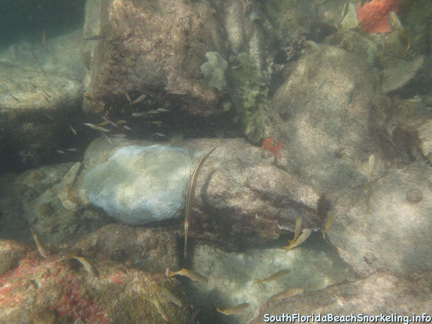 South_Side_Jetty_of_Port_of_Palm_Beach-southfloridabeachsnorkeling.info-03.jpg