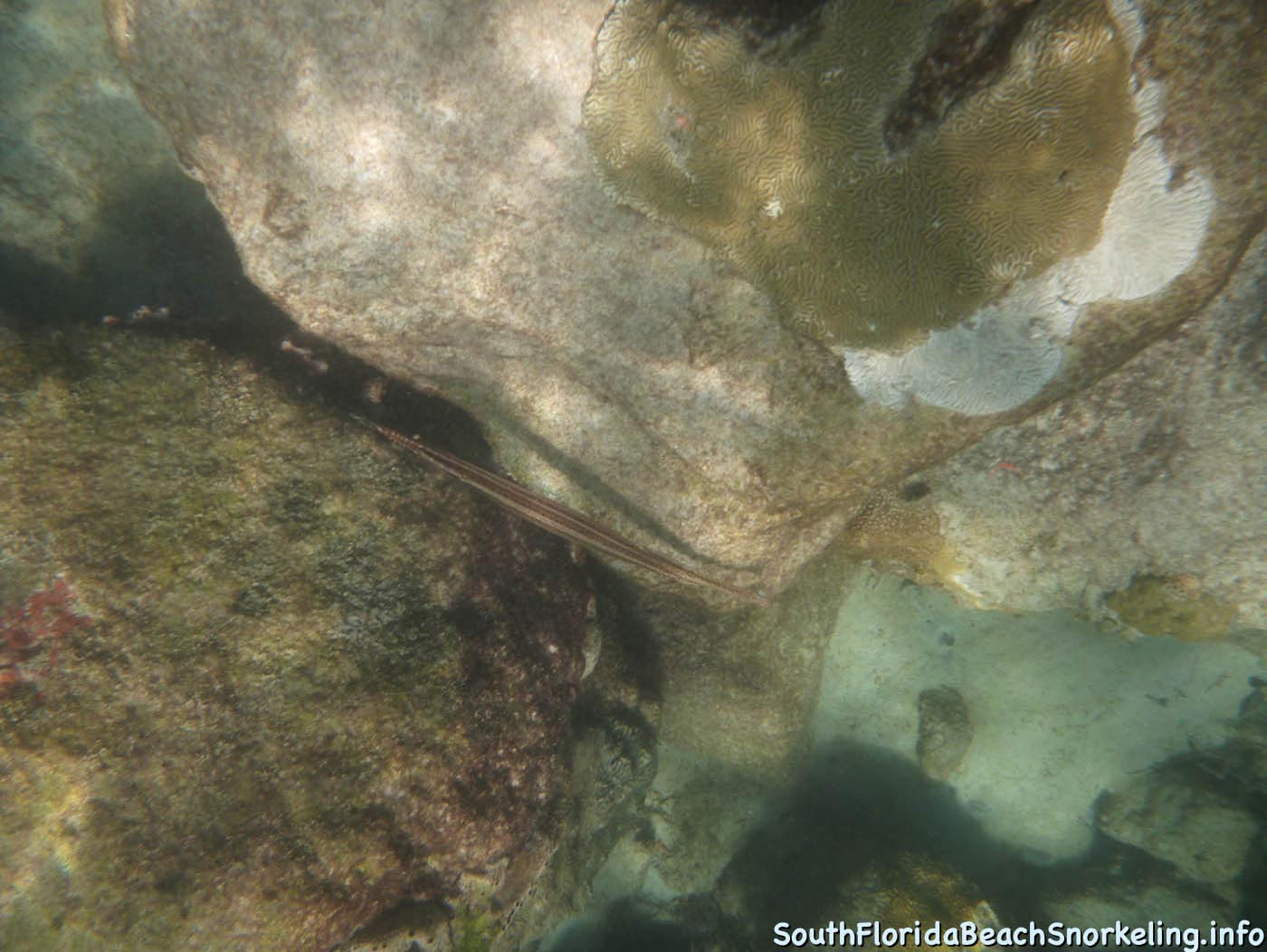 South_Side_Jetty_of_Port_of_Palm_Beach-southfloridabeachsnorkeling.info-04.jpg