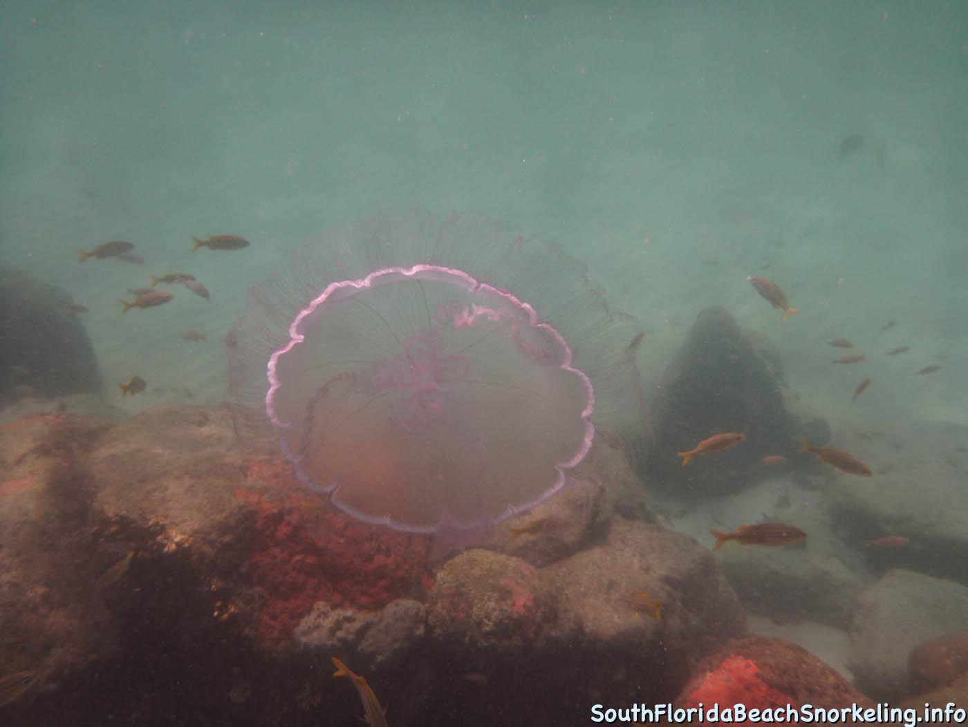 South_Side_Jetty_of_Port_of_Palm_Beach-southfloridabeachsnorkeling.info-05.jpg
