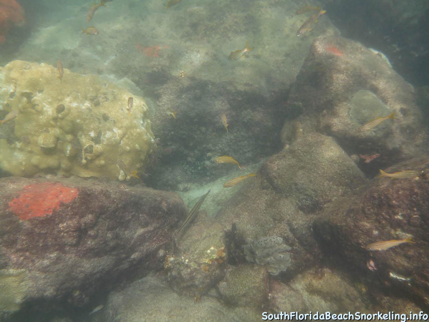 South_Side_Jetty_of_Port_of_Palm_Beach-southfloridabeachsnorkeling.info-06.jpg