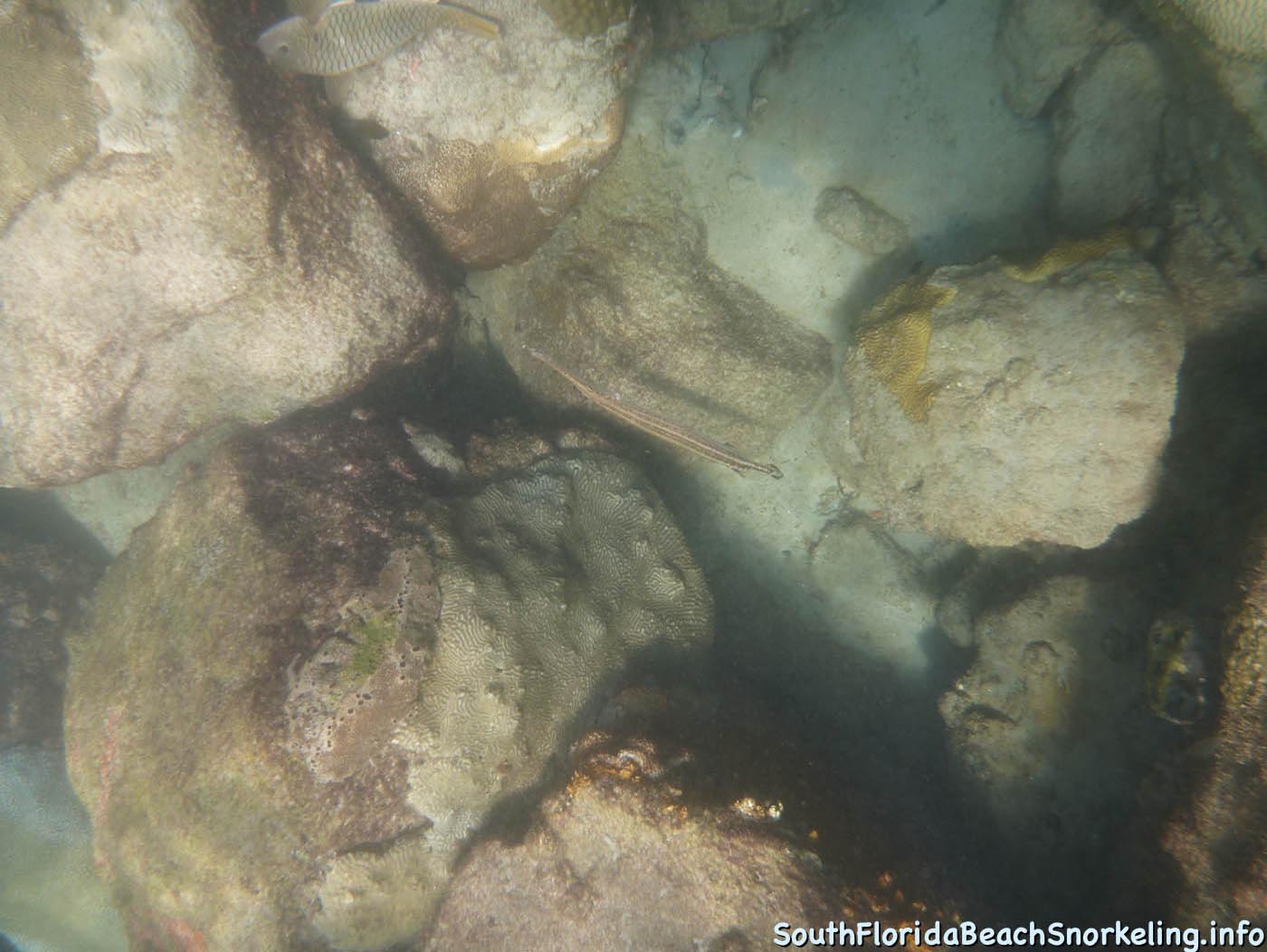 South_Side_Jetty_of_Port_of_Palm_Beach-southfloridabeachsnorkeling.info-07.jpg