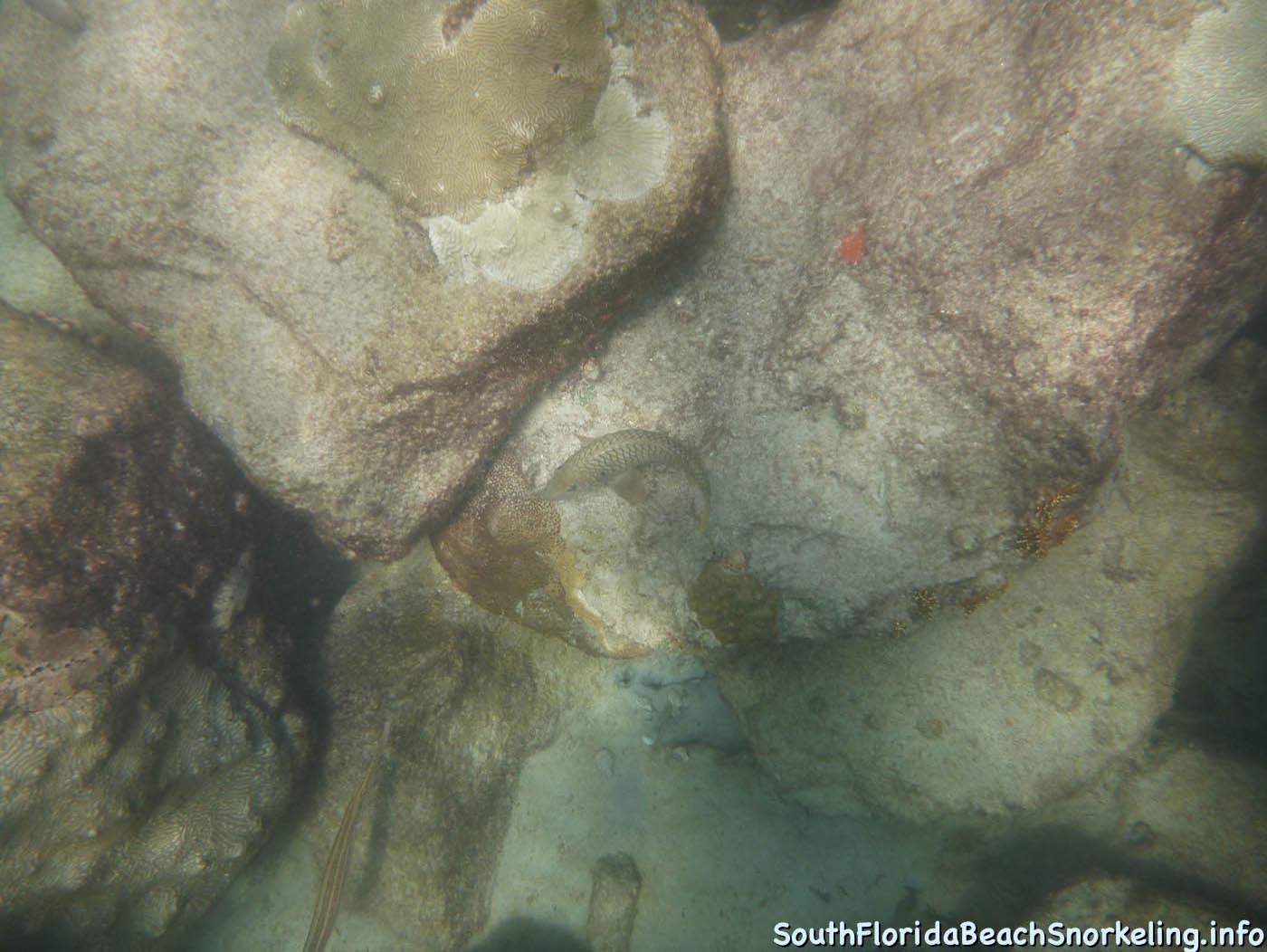 South_Side_Jetty_of_Port_of_Palm_Beach-southfloridabeachsnorkeling.info-08.jpg