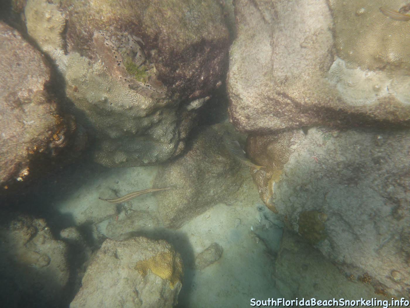 South_Side_Jetty_of_Port_of_Palm_Beach-southfloridabeachsnorkeling.info-09.jpg