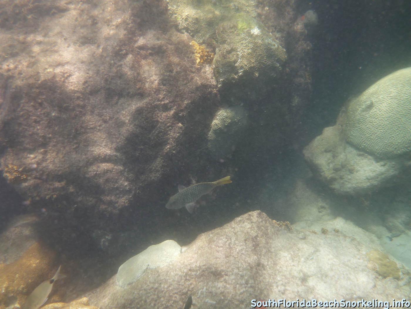 South_Side_Jetty_of_Port_of_Palm_Beach-southfloridabeachsnorkeling.info-10.jpg