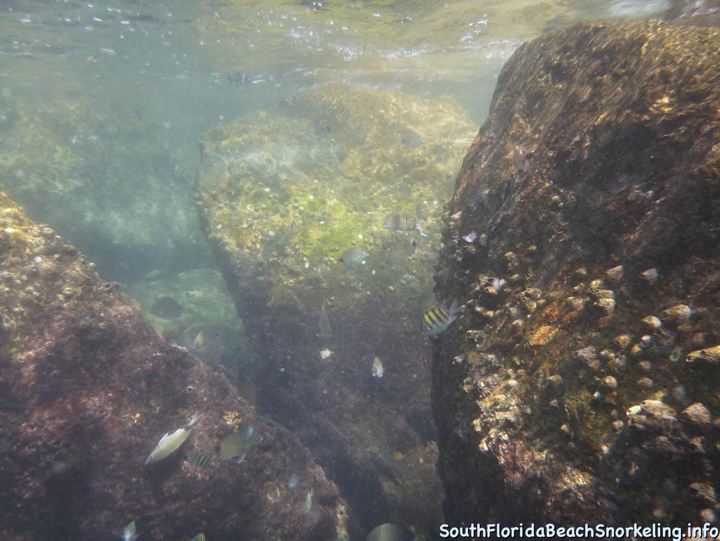 South_Side_Jetty_of_Port_of_Palm_Beach-southfloridabeachsnorkeling.info-11.jpg
