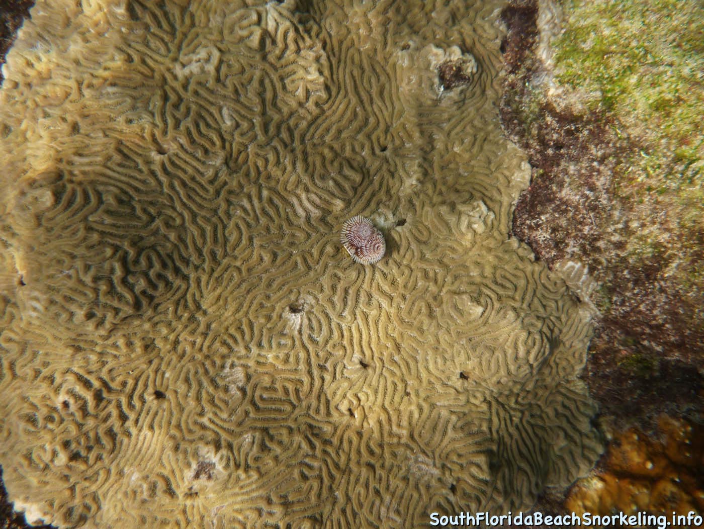 South_Side_Jetty_of_Port_of_Palm_Beach-southfloridabeachsnorkeling.info-12.jpg