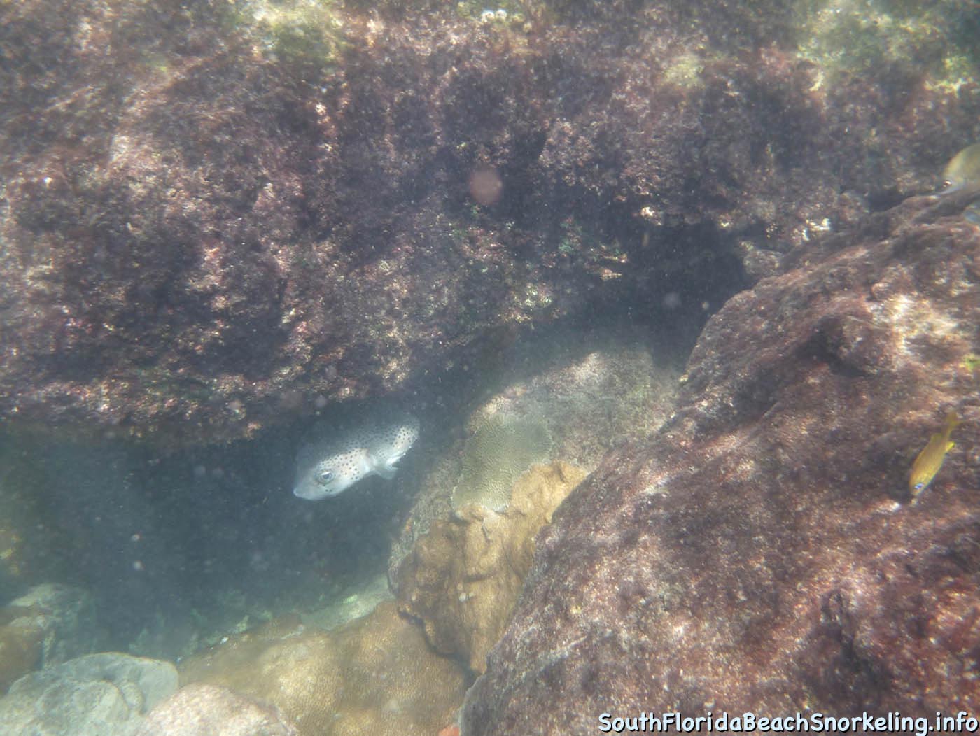 South_Side_Jetty_of_Port_of_Palm_Beach-southfloridabeachsnorkeling.info-13.jpg