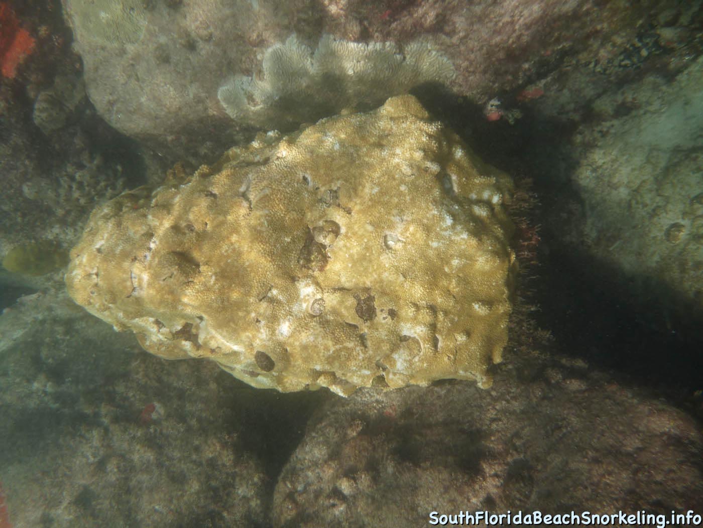 South_Side_Jetty_of_Port_of_Palm_Beach-southfloridabeachsnorkeling.info-14.jpg