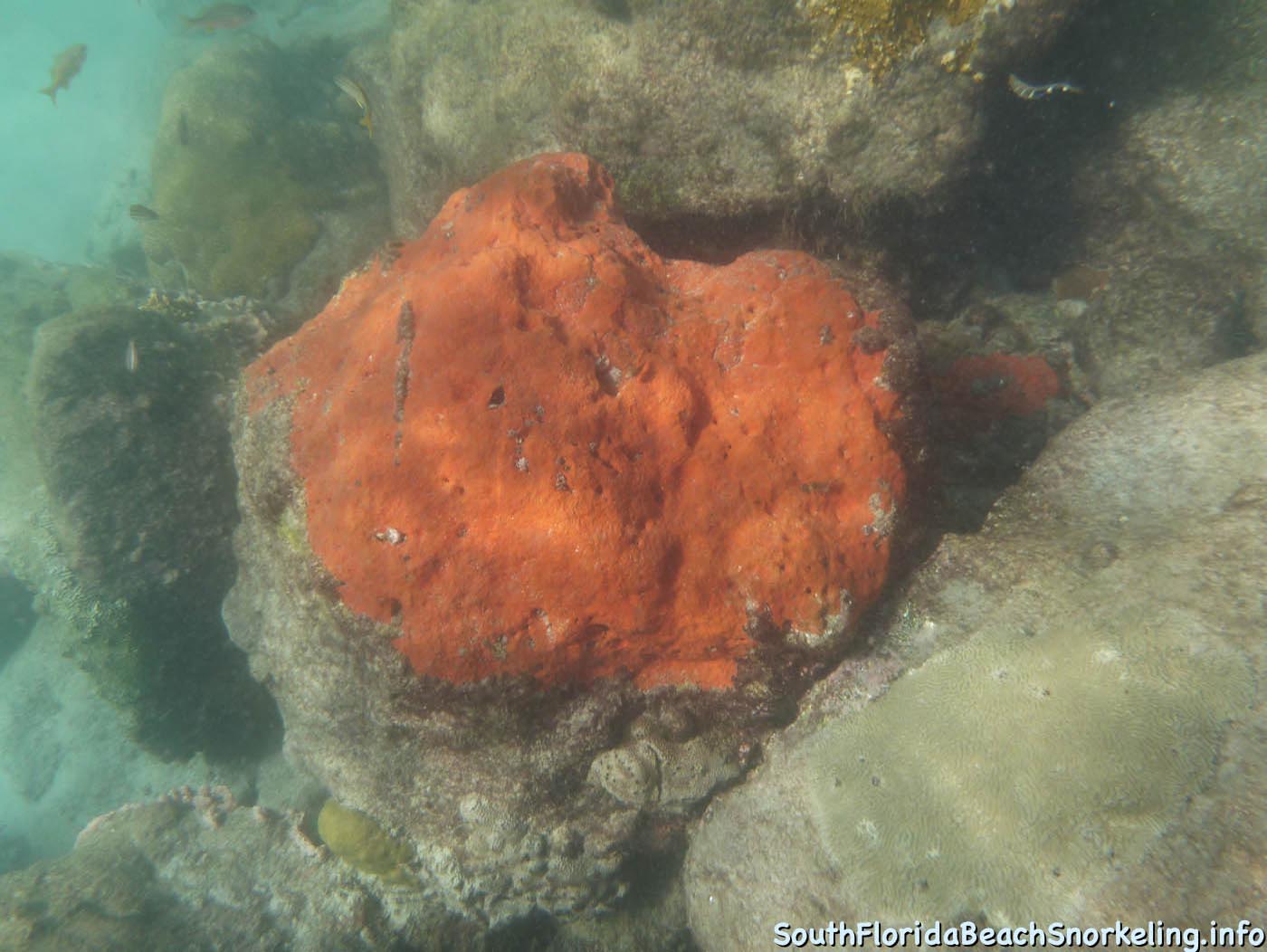 South_Side_Jetty_of_Port_of_Palm_Beach-southfloridabeachsnorkeling.info-15.jpg