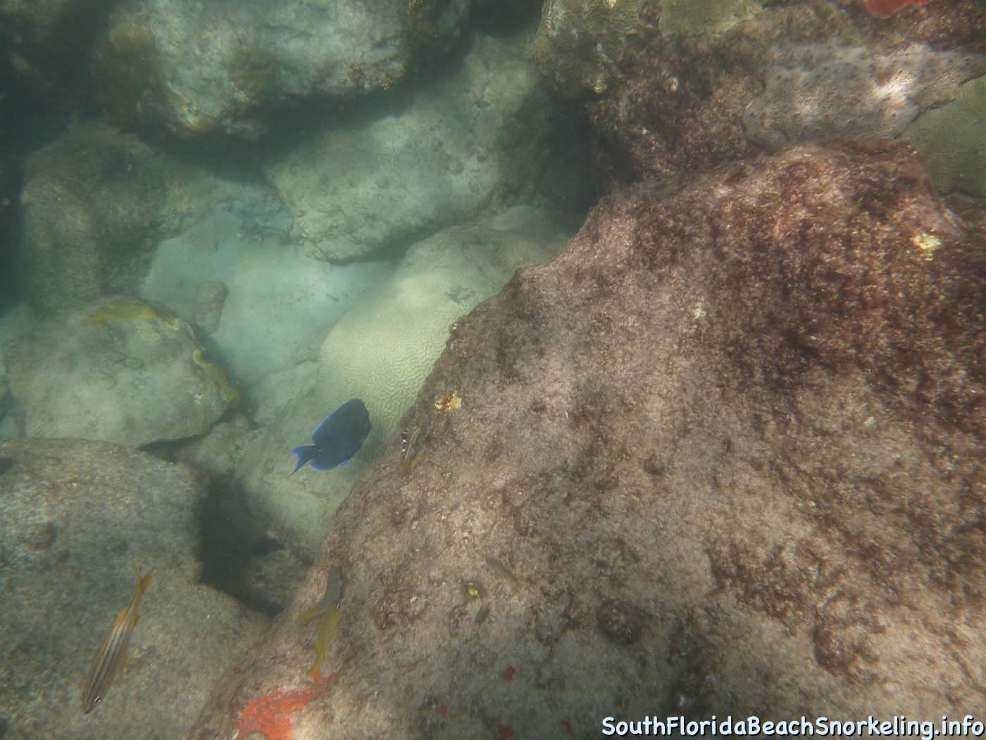 South_Side_Jetty_of_Port_of_Palm_Beach-southfloridabeachsnorkeling.info-16.jpg
