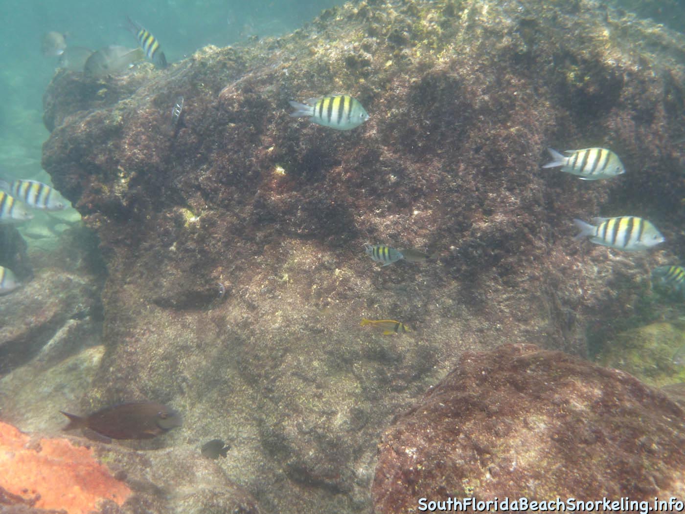 South_Side_Jetty_of_Port_of_Palm_Beach-southfloridabeachsnorkeling.info-17.jpg