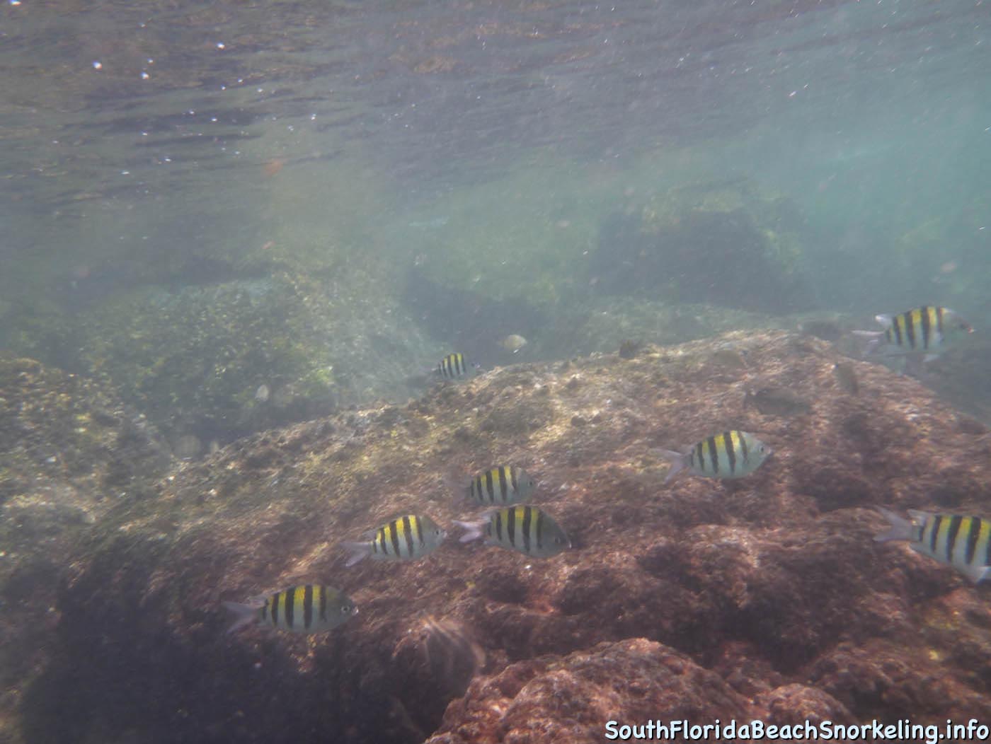 South_Side_Jetty_of_Port_of_Palm_Beach-southfloridabeachsnorkeling.info-18.jpg