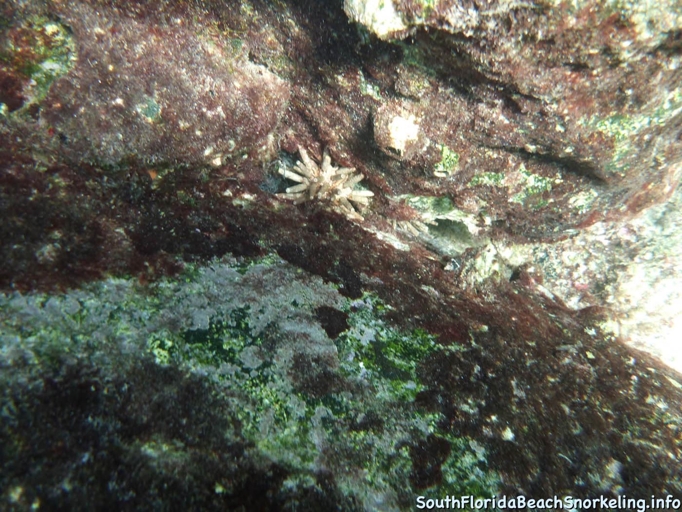 South_Side_Jetty_of_Port_of_Palm_Beach-southfloridabeachsnorkeling.info-19.jpg