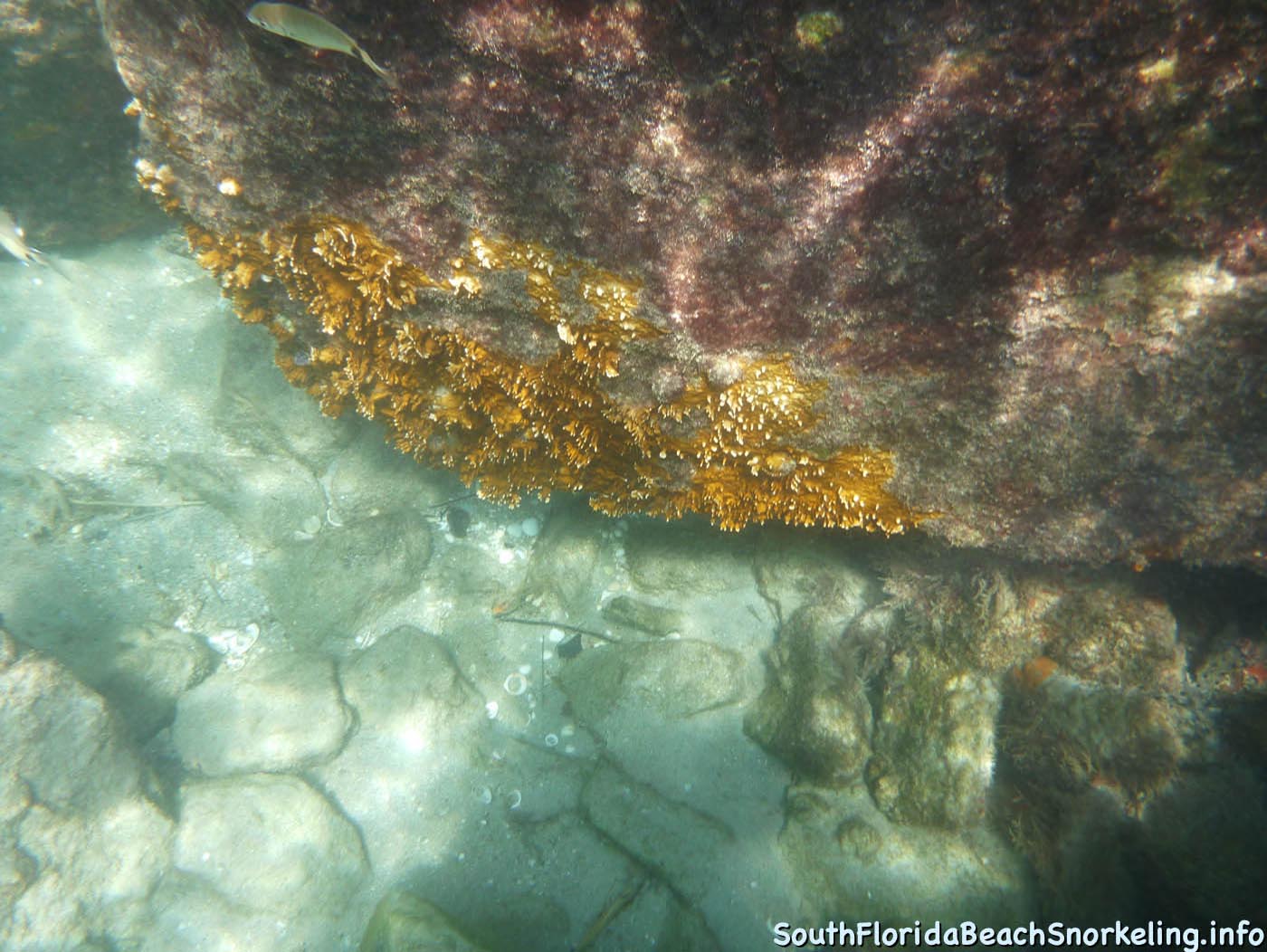 South_Side_Jetty_of_Port_of_Palm_Beach-southfloridabeachsnorkeling.info-20.jpg