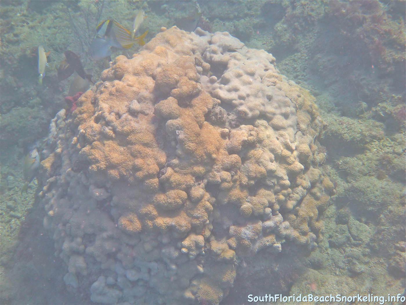 First_Snorkel_of_2012-03.jpg