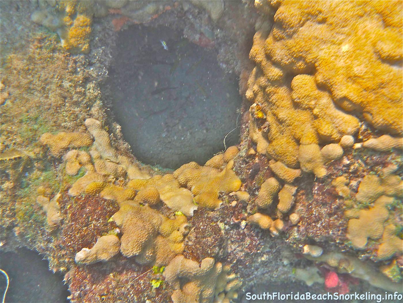 First_Snorkel_of_2012-04.jpg