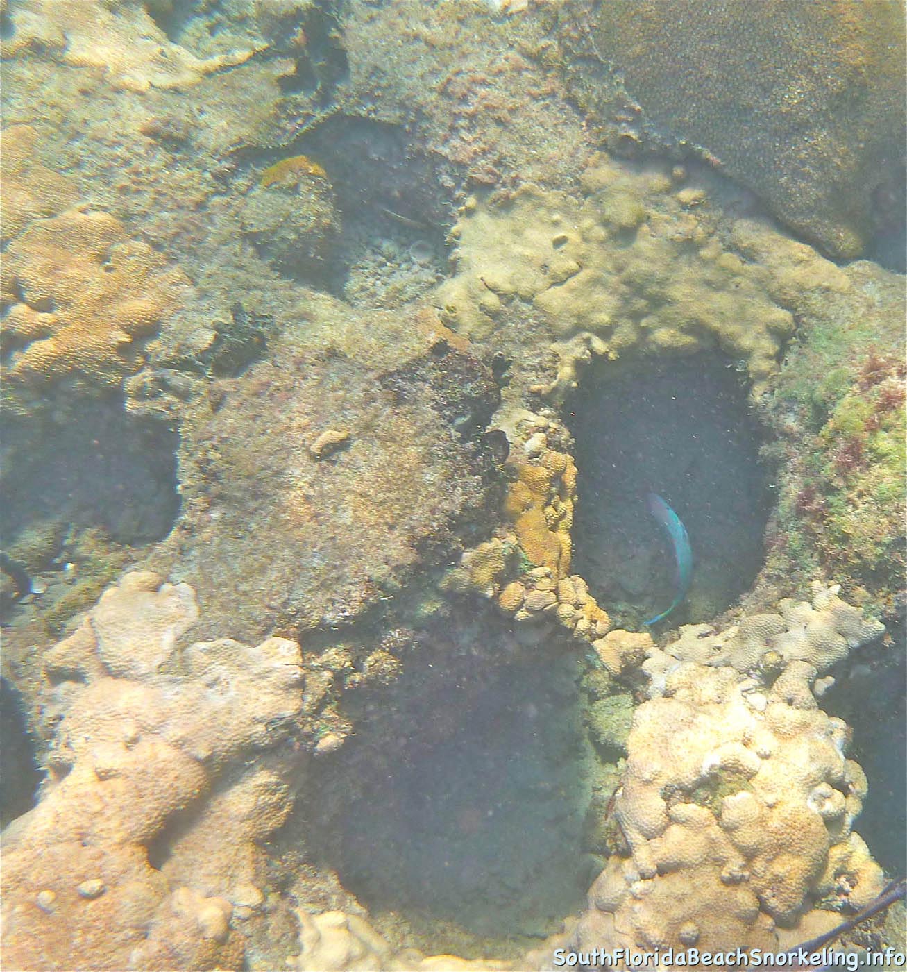 First_Snorkel_of_2012-05.jpg