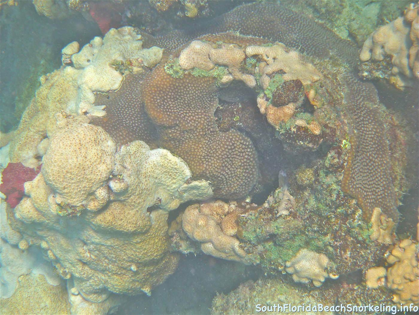 First_Snorkel_of_2012-06.jpg