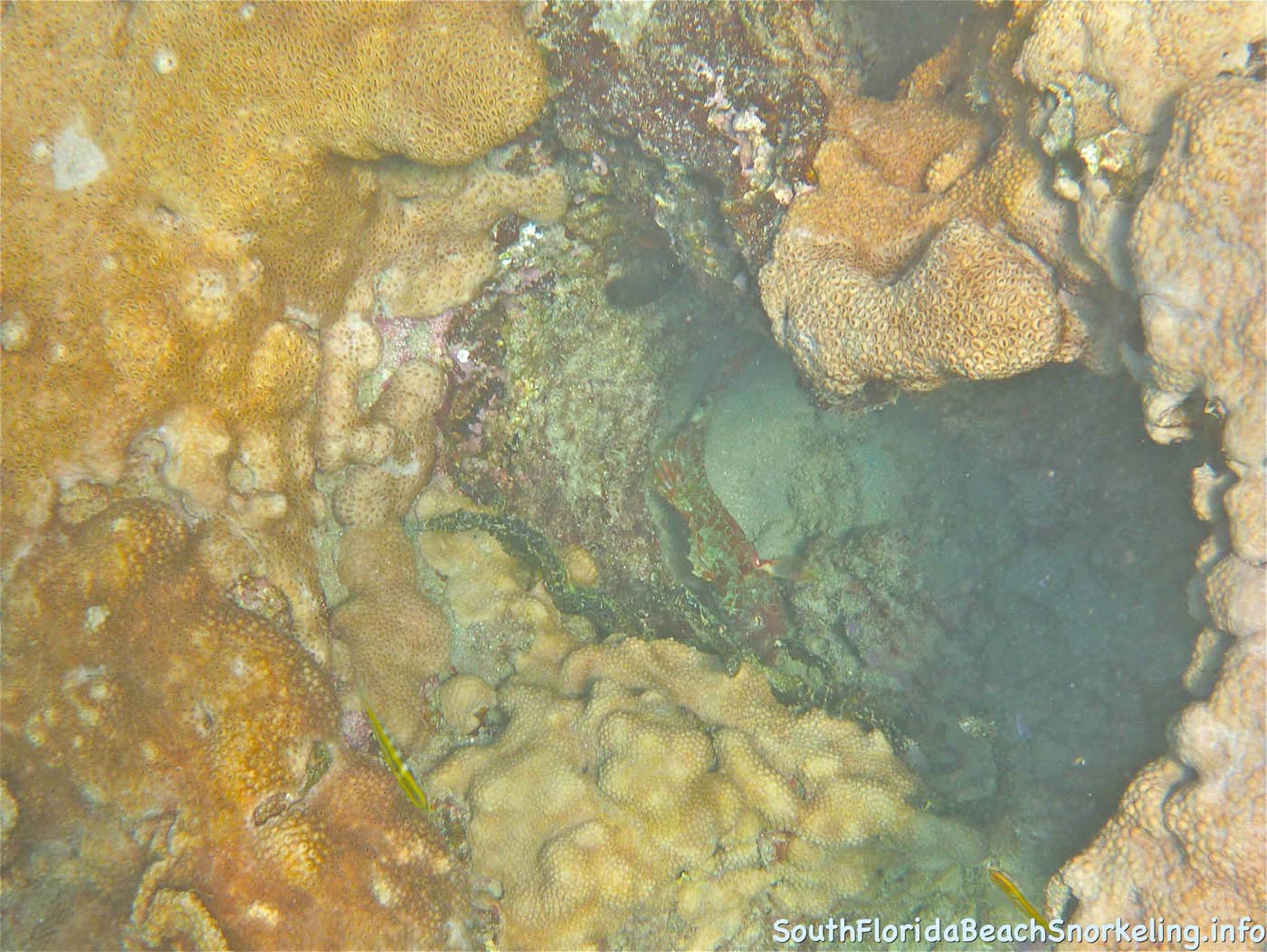 First_Snorkel_of_2012-07.jpg