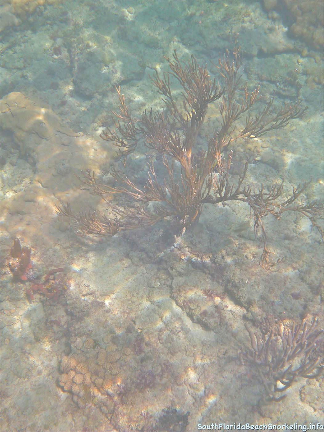 First_Snorkel_of_2012-09.jpg