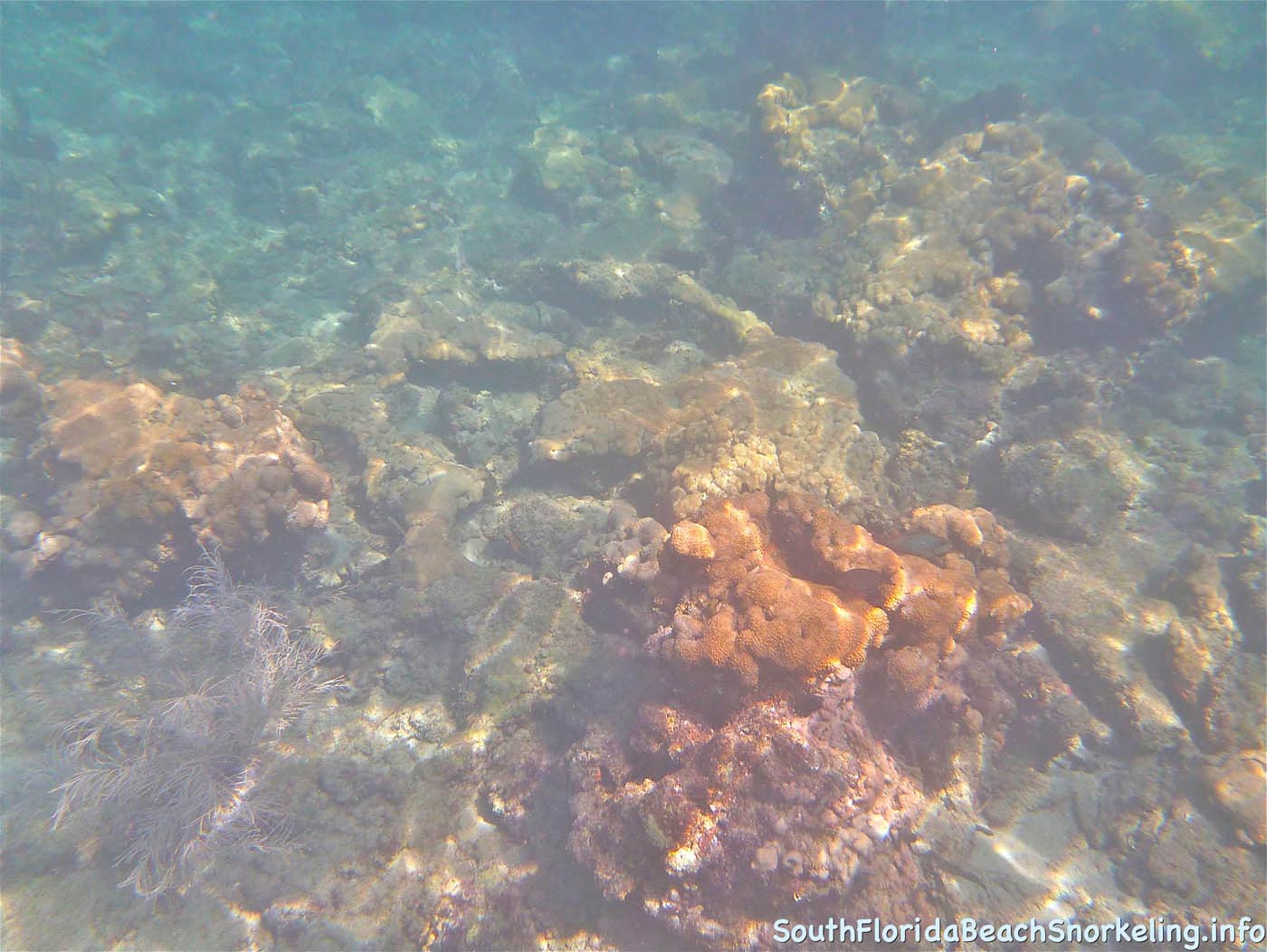 First_Snorkel_of_2012-10.jpg