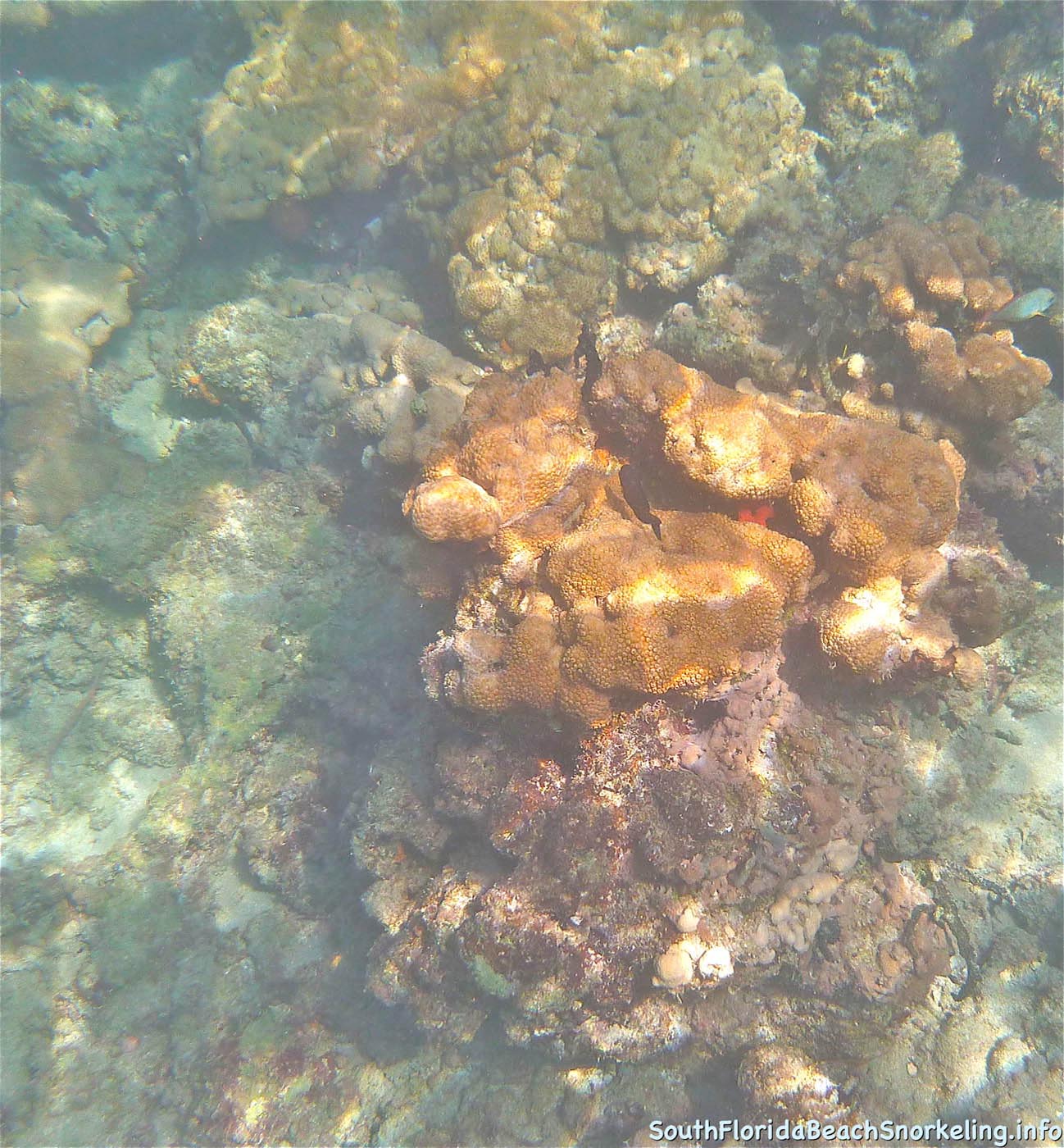 First_Snorkel_of_2012-11.jpg