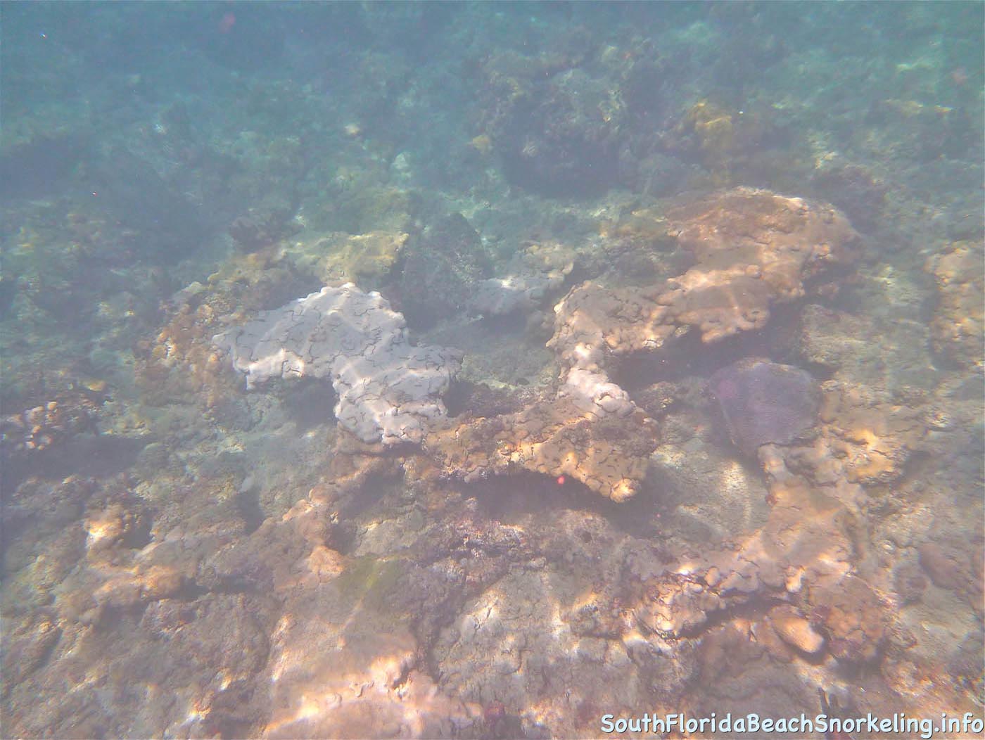 First_Snorkel_of_2012-12.jpg