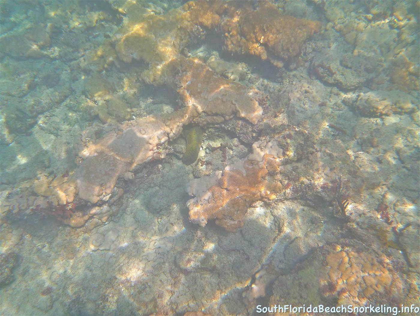 First_Snorkel_of_2012-15.jpg